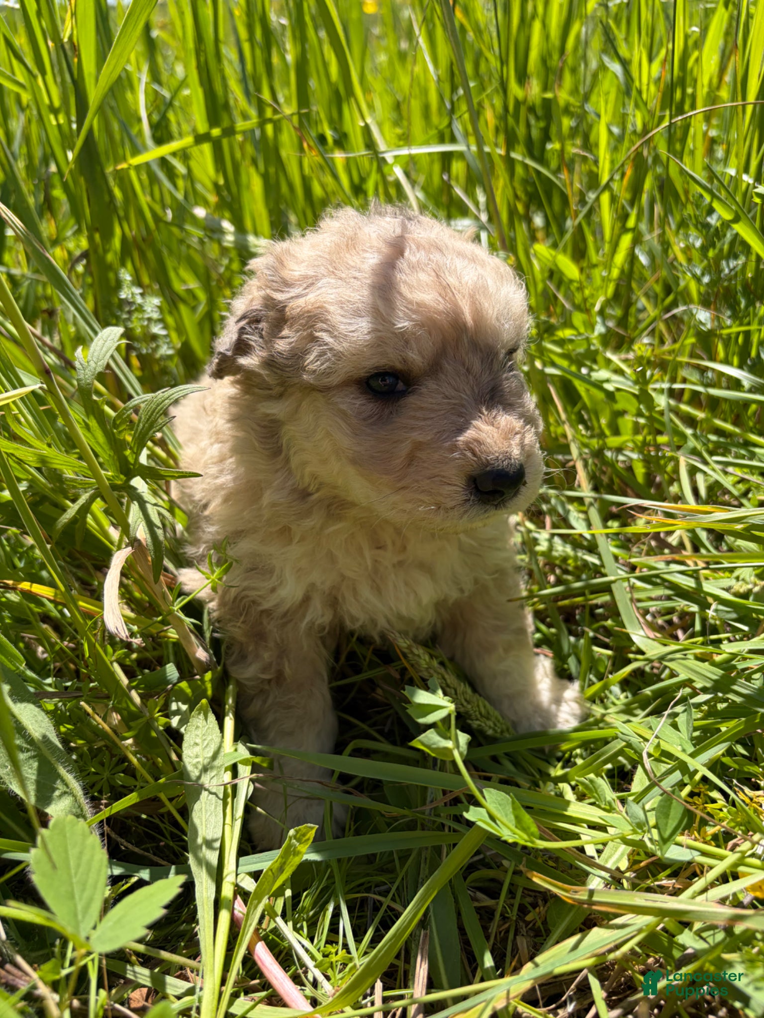 Mixed Breed dogs Matilda  - Ad 2