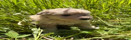 Mixed Breed dogs for sale: Matilda  - Ad 4