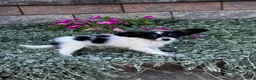 Papillon dogs for sale: Rachel - Ad 5