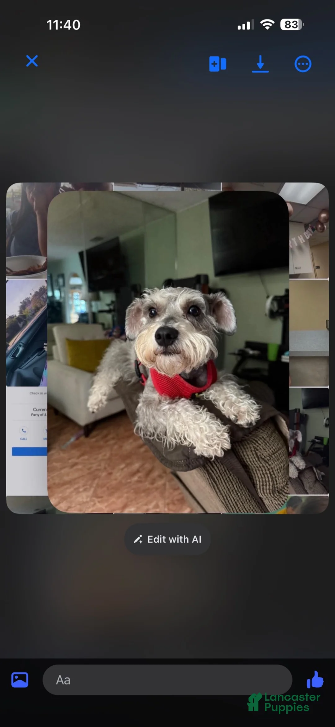 Schnoodle dogs for sale: Schnoodle 2 - Ad 2