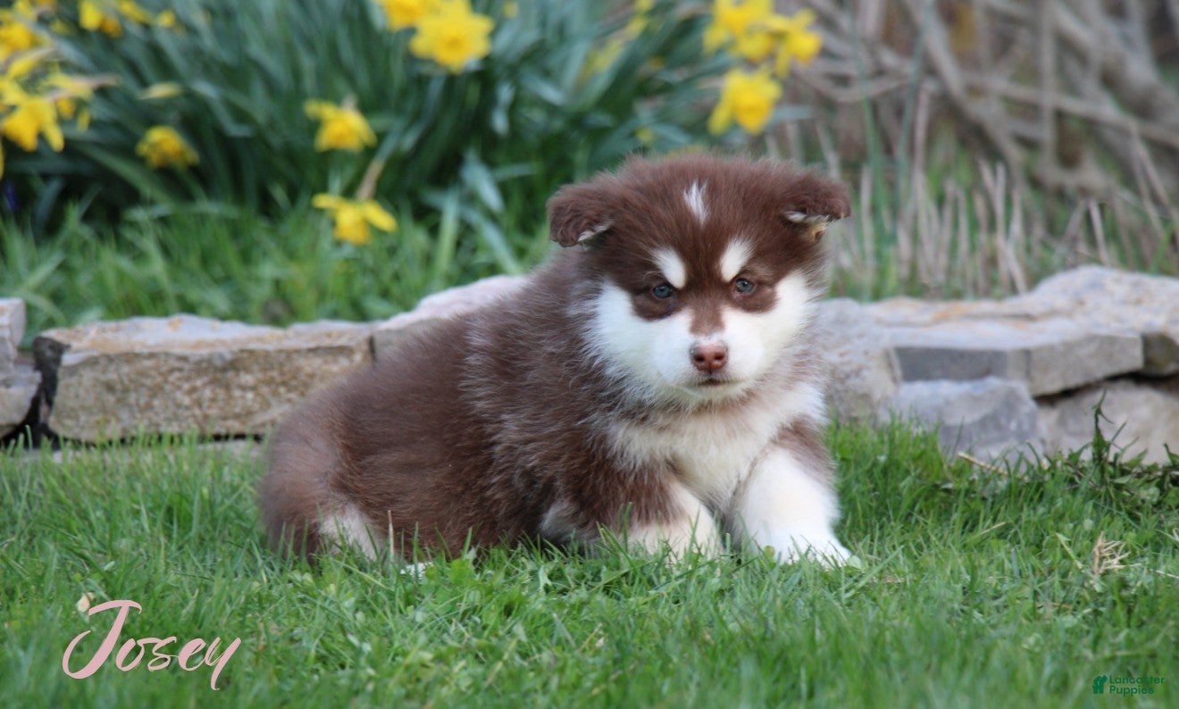 Alaskan Malamute dogs Josey - Ad 1