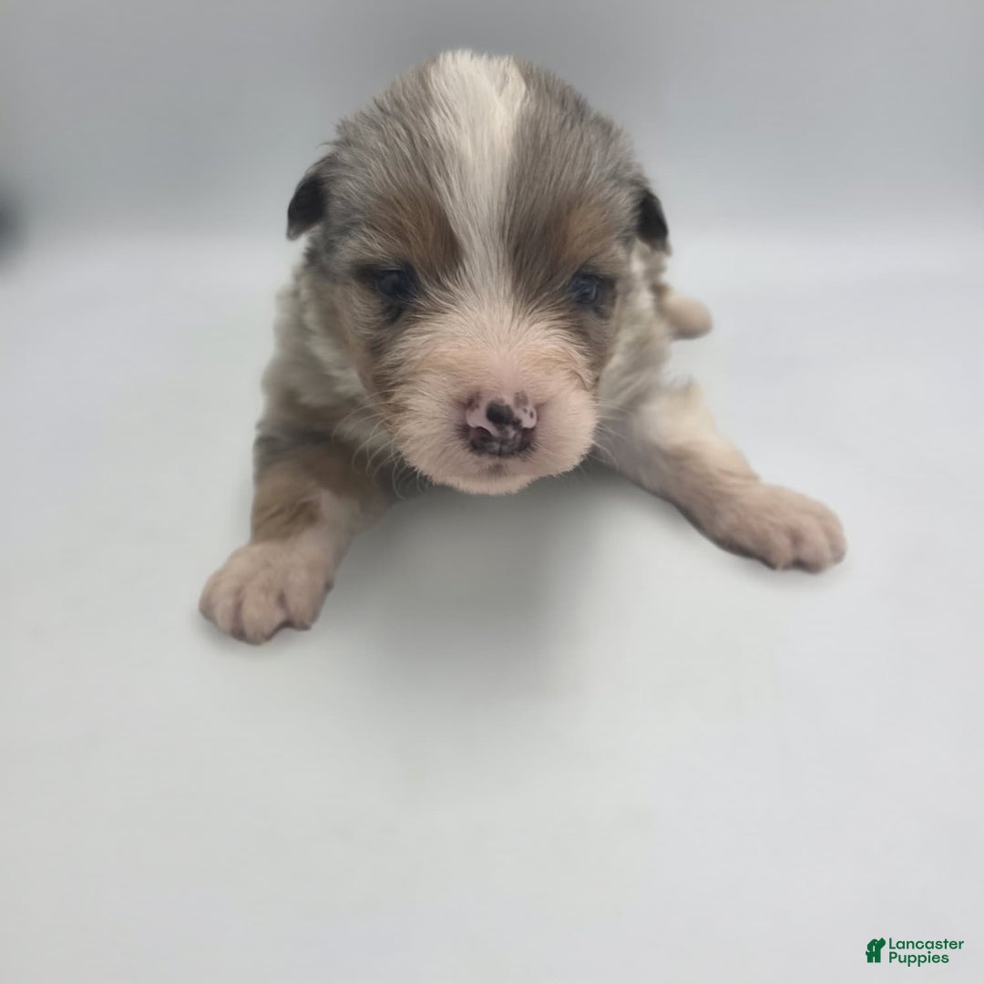 Australian Shepherd dogs for sale: Eeny - Ad 3