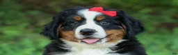 Bernese Mountain Dog dogs for sale: SPIKE - Ad 7
