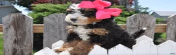 Mini Bernedoodle dogs for sale: Ms. Beasley - Ad 3