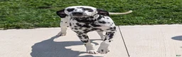 Dalmatian dogs for sale: Ariel - Ad 9
