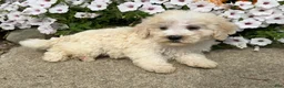 Miniature Poodle dogs for sale: Jack - Ad 2