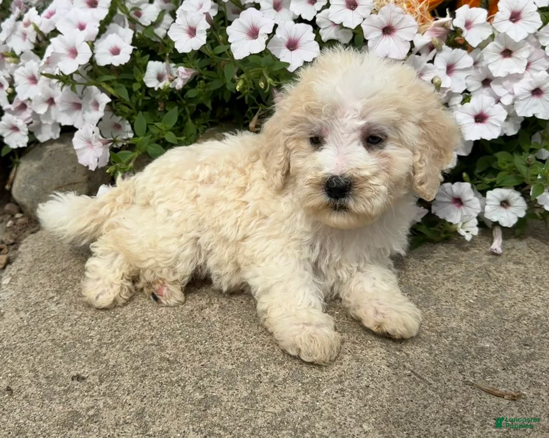 Miniature Poodle dogs for sale: Jack - Ad 2