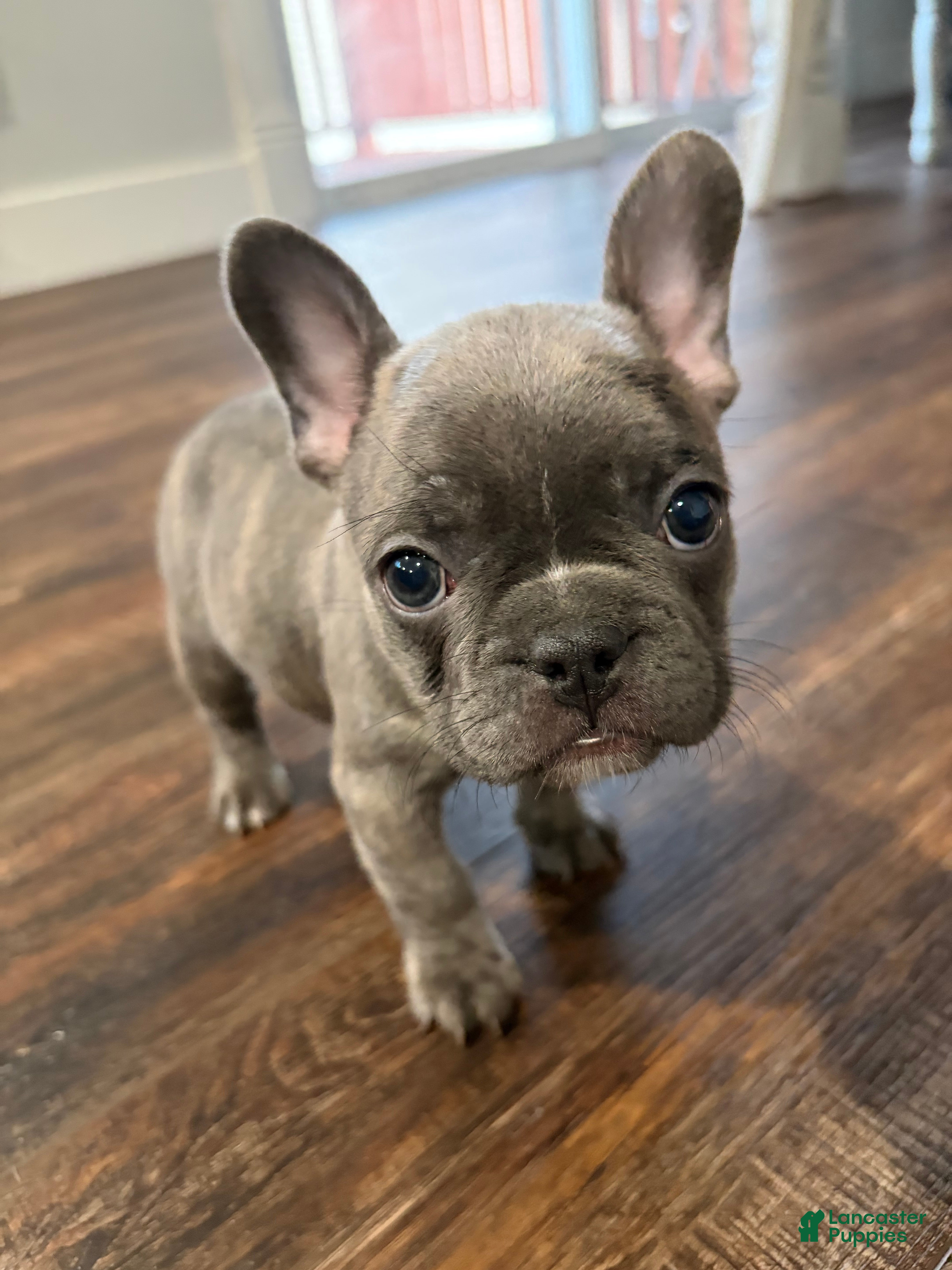 French Bulldog dogs Skunk - Ad 25