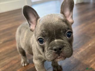 French Bulldog dogs Skunk - Ad 32