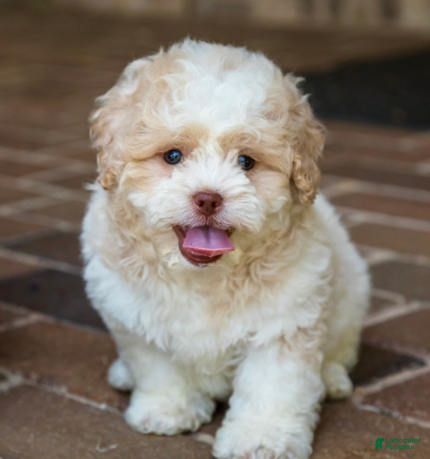 Shihpoo dogs Sullivan - Ad 2