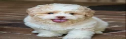 Shihpoo dogs for sale: Sullivan - Ad 3