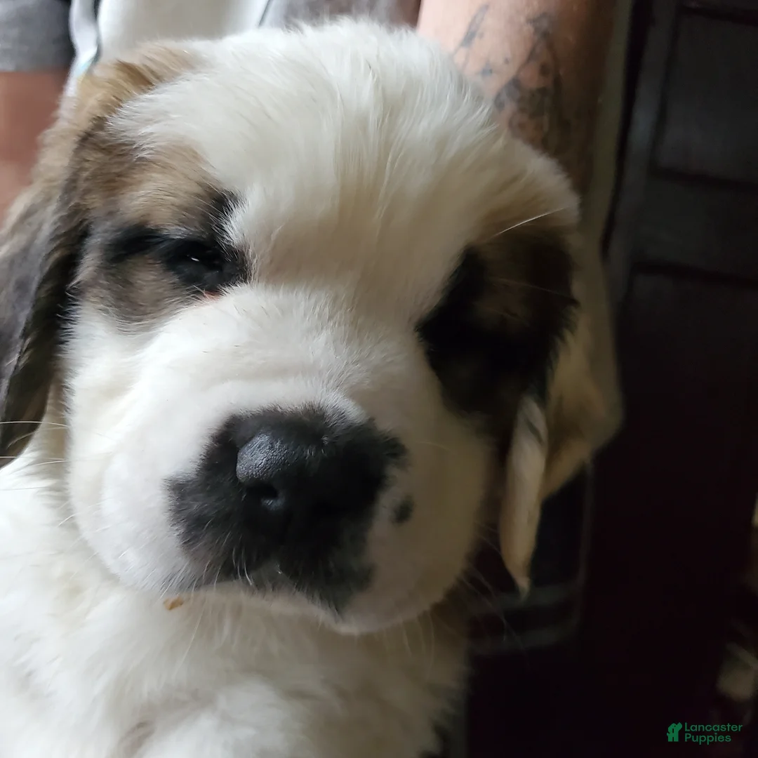 Saint Bernard dogs for sale: Saint Bernard Puppy 4 - Ad 2