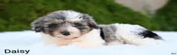 Miniature Australian Shepherd dogs for sale: Daisy - Ad 3