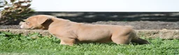 Olde English Bulldogge dogs for sale: Bluegates SABRINA - Ad 3