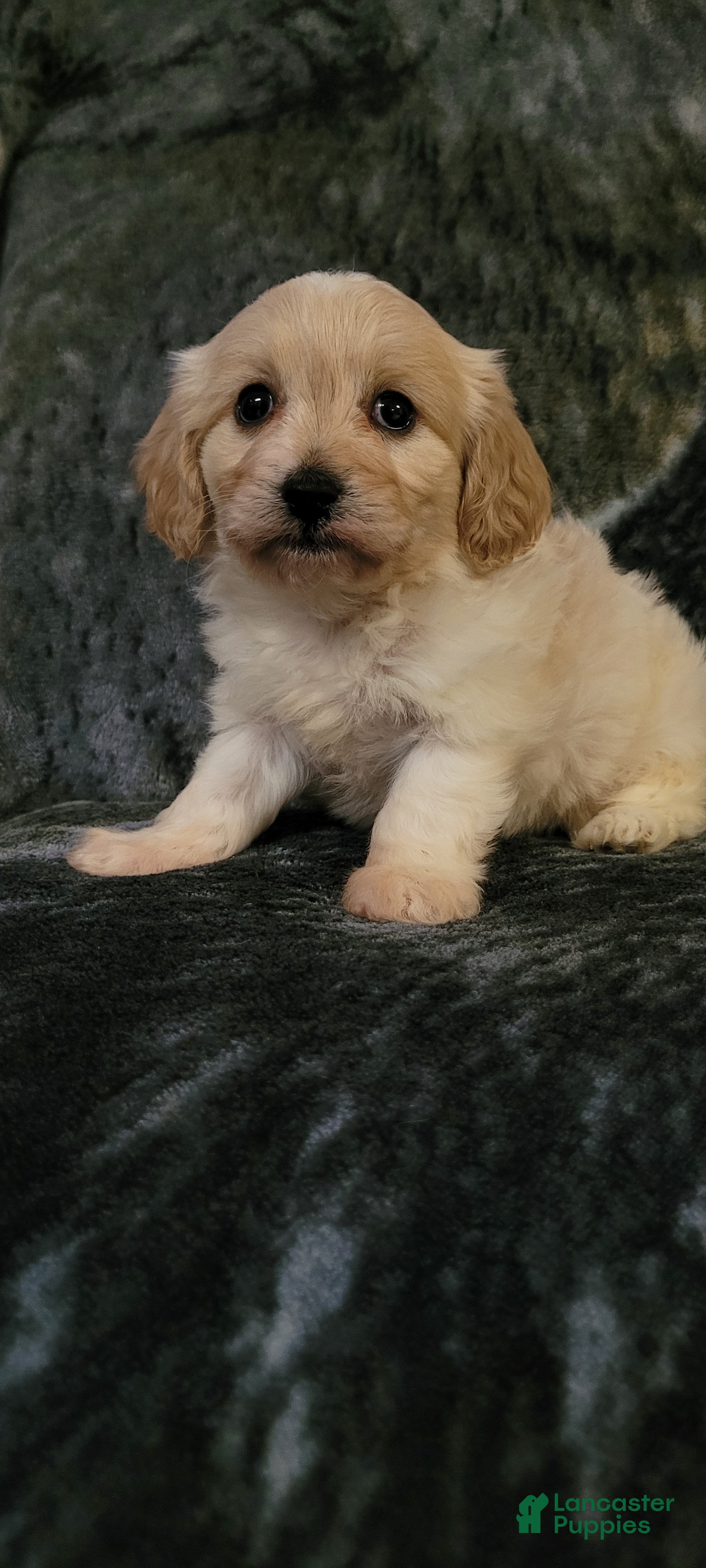 Cavachon dogs Teddy  - Ad 2
