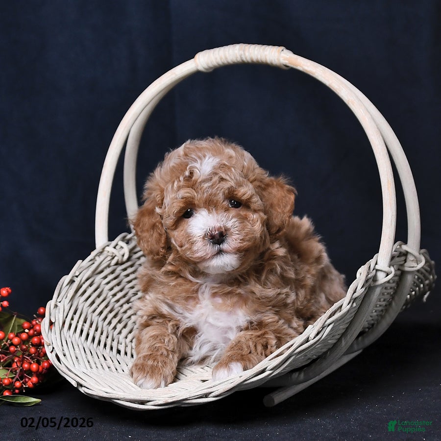 Toy Poodle dogs Natalie - Ad 1
