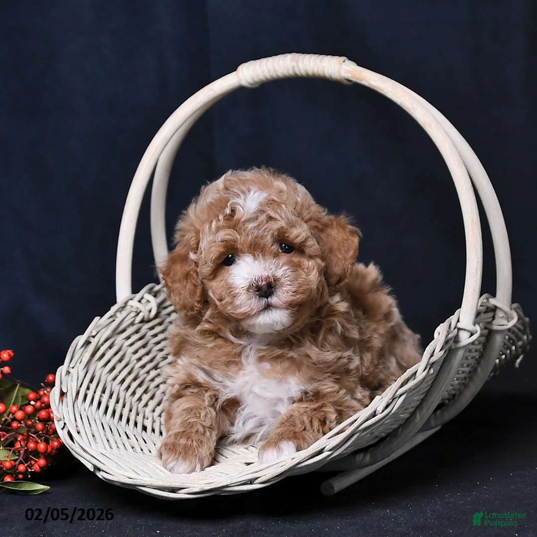 Toy Poodle dogs for sale: Natalie - Ad 4