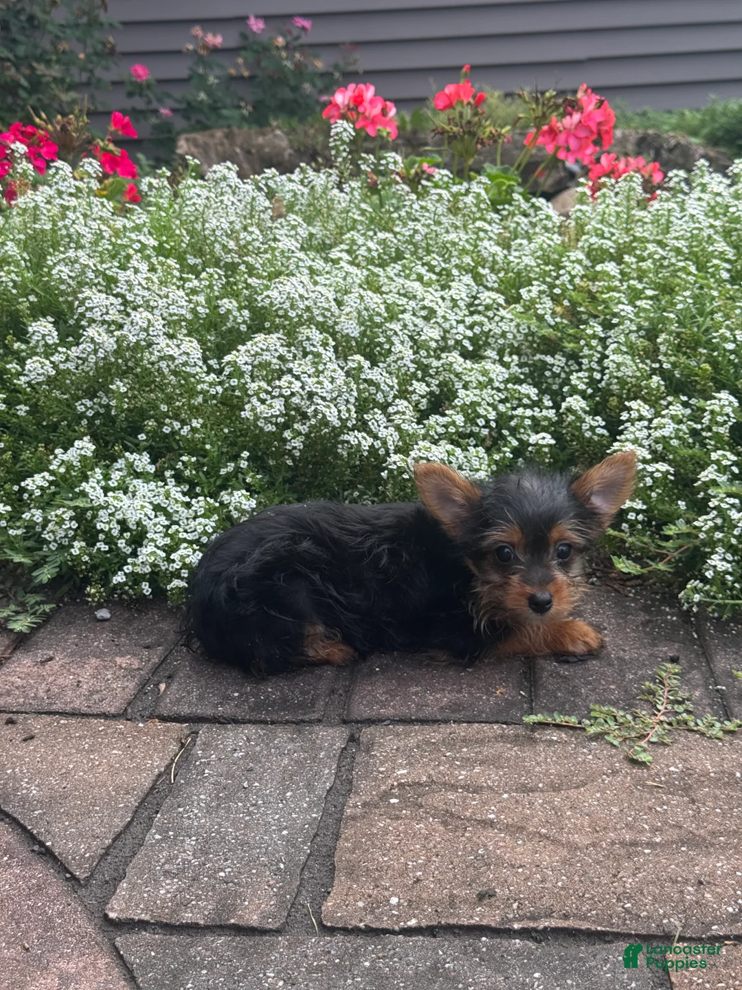 Yorkshire Terrier dogs for sale: Yellar - Ad 3