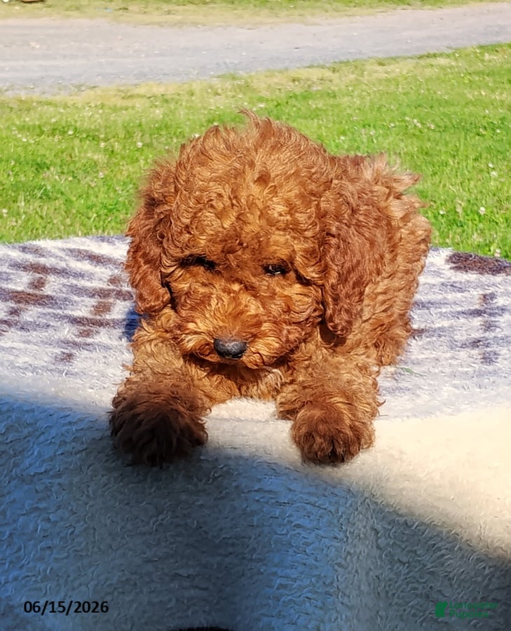 Irish Doodle dogs Jane - Ad 2