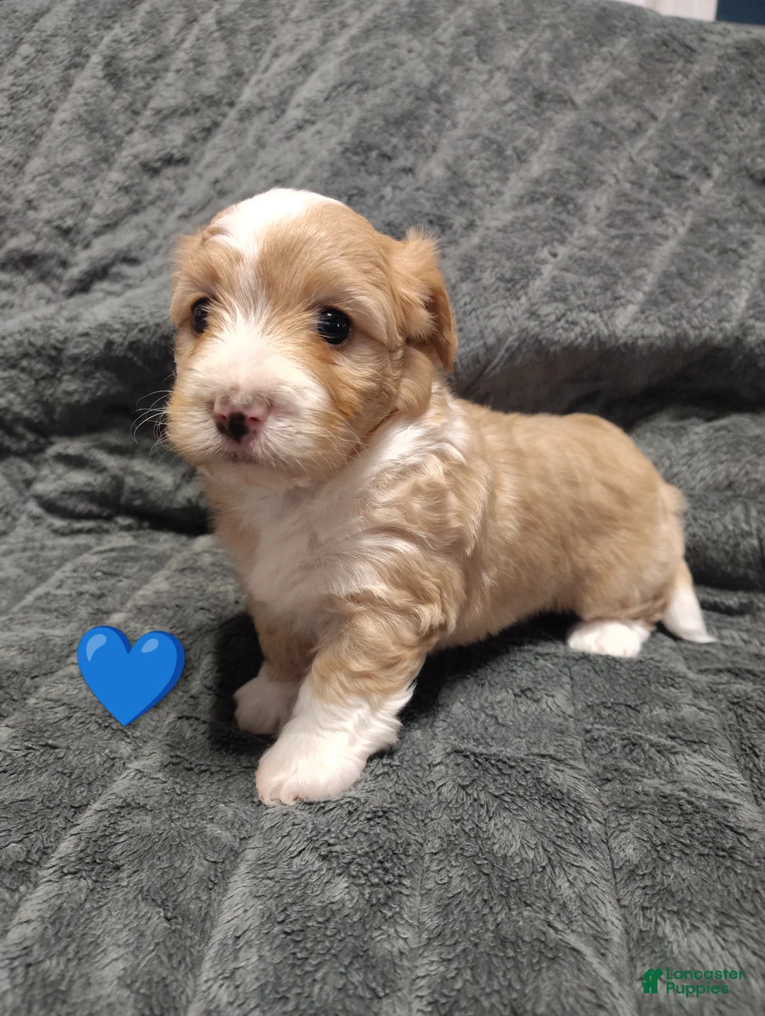 Maltipoo dogs for sale: Blue collar  - Ad 1