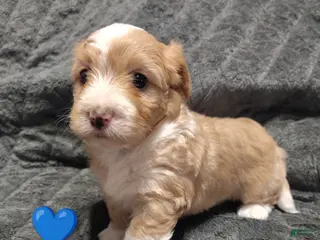 Maltipoo dogs Blue collar - Ad 17