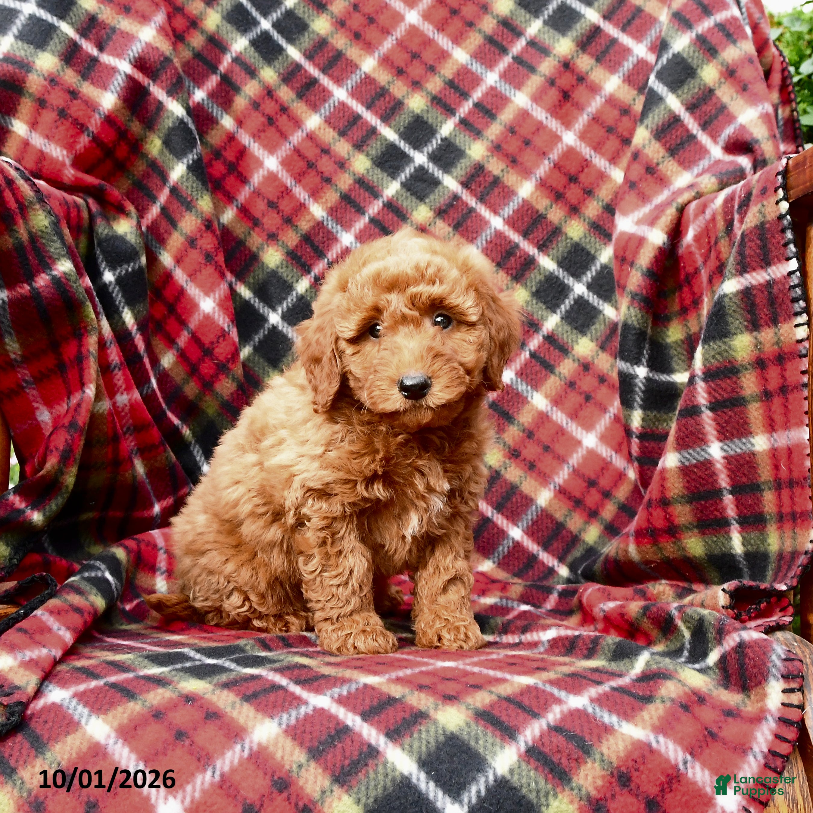 Mini Goldendoodle dogs Sarge - Ad 2
