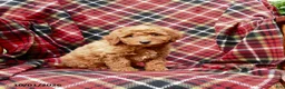 Mini Goldendoodle dogs for sale: Sarge - Ad 2