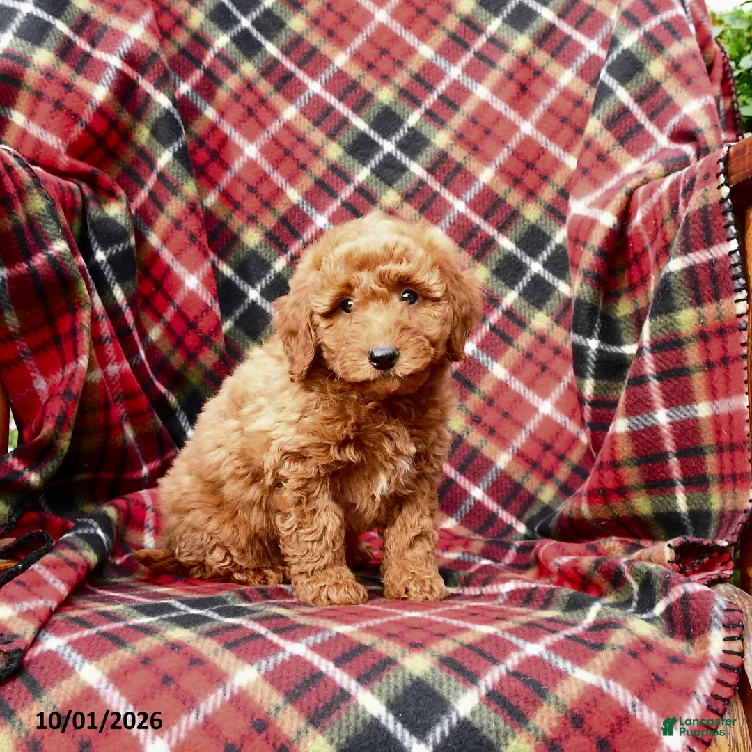 Mini Goldendoodle dogs for sale: Sarge - Ad 2