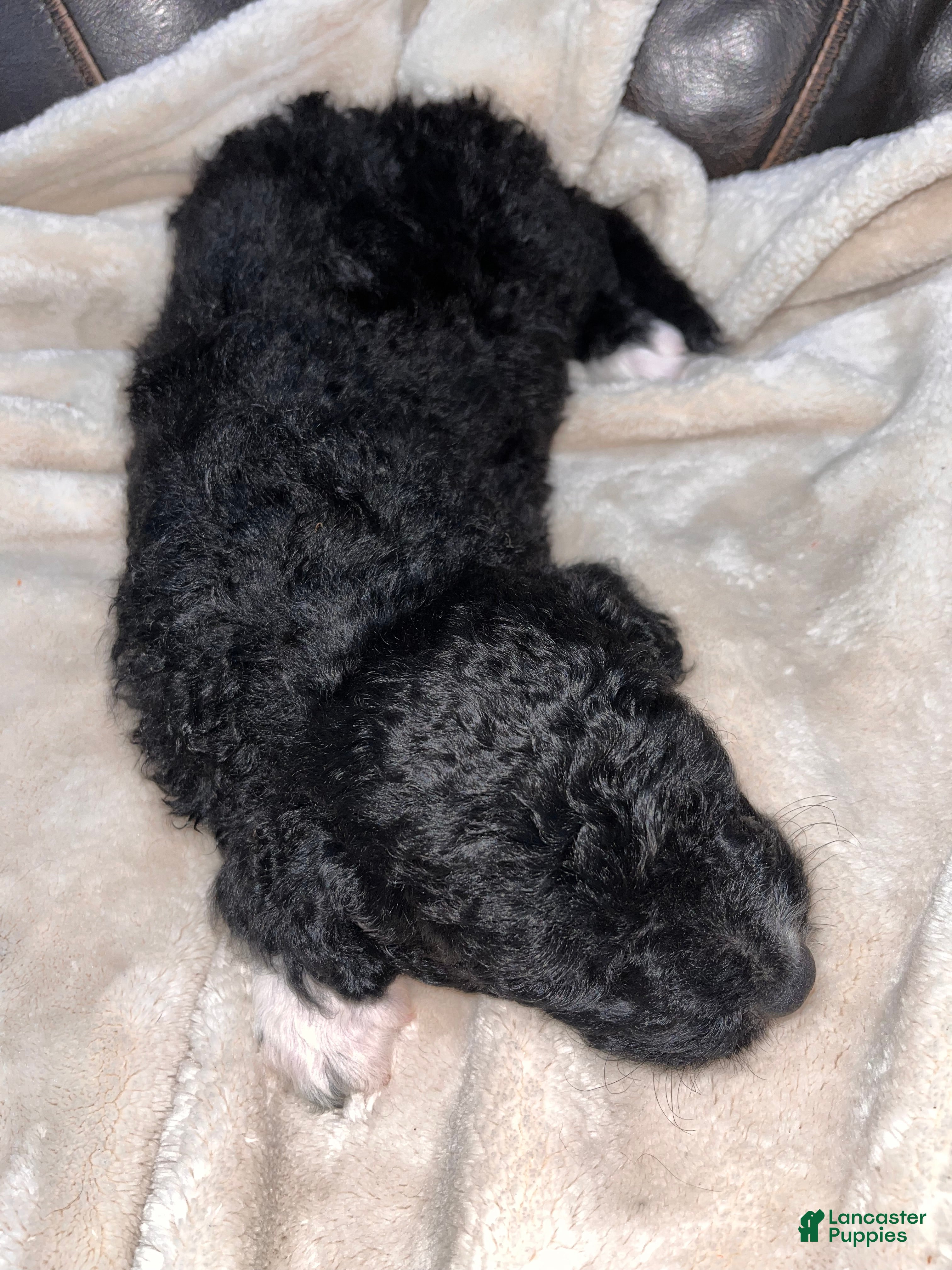 Mixed Breed dogs Boy 4 - Ad 4