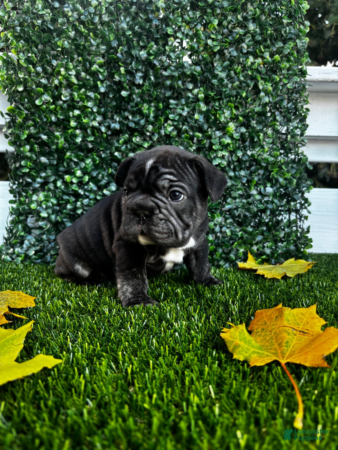 French Bulldog dogs for sale: Thunder - Ad 5