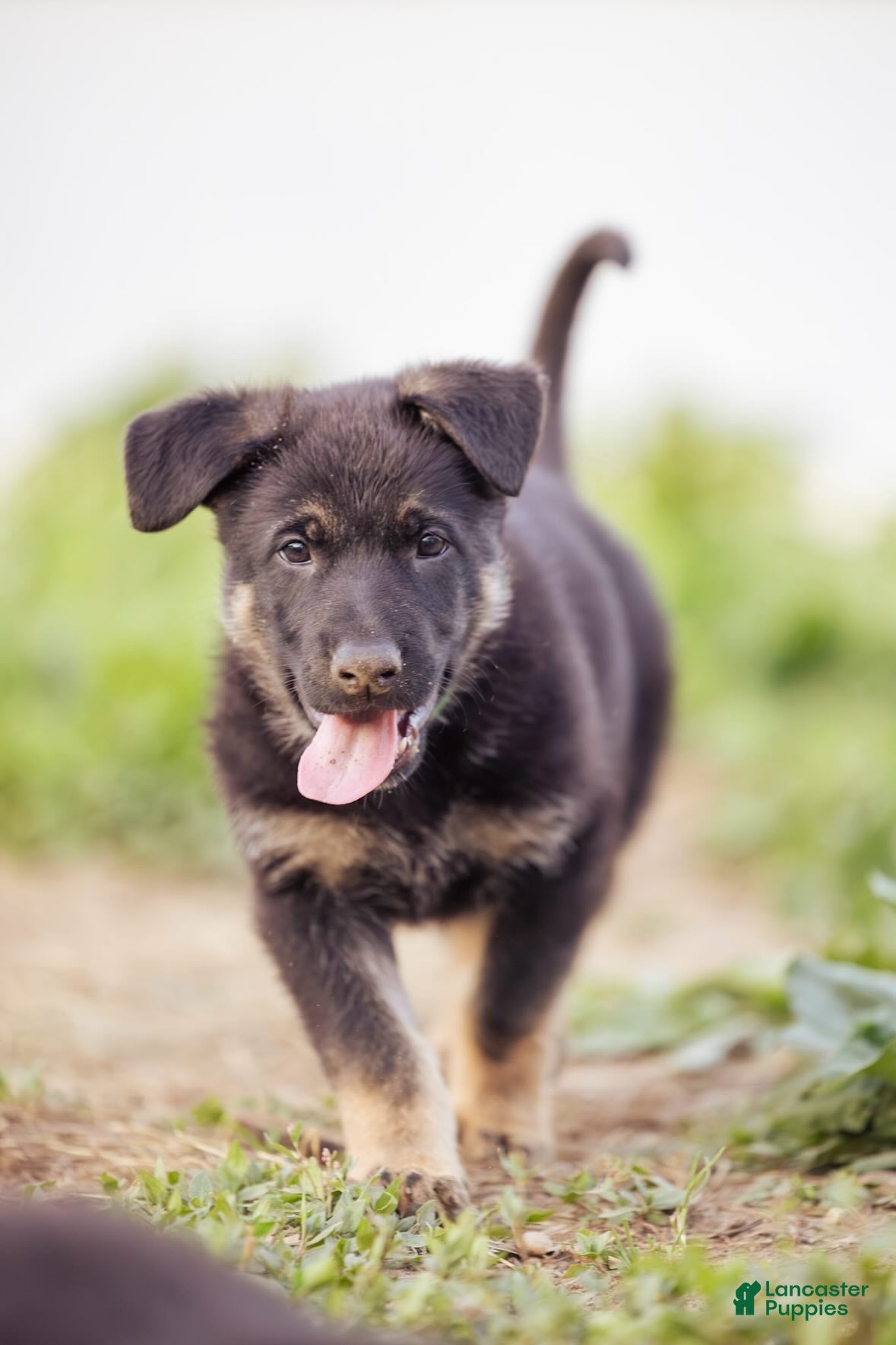 German Shepherd dogs Zeus - Ad 1