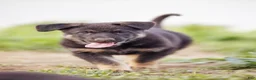 German Shepherd dogs for sale: Zeus - Ad 1