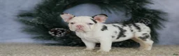 French Bulldog dogs for sale: Lady - Ad 5