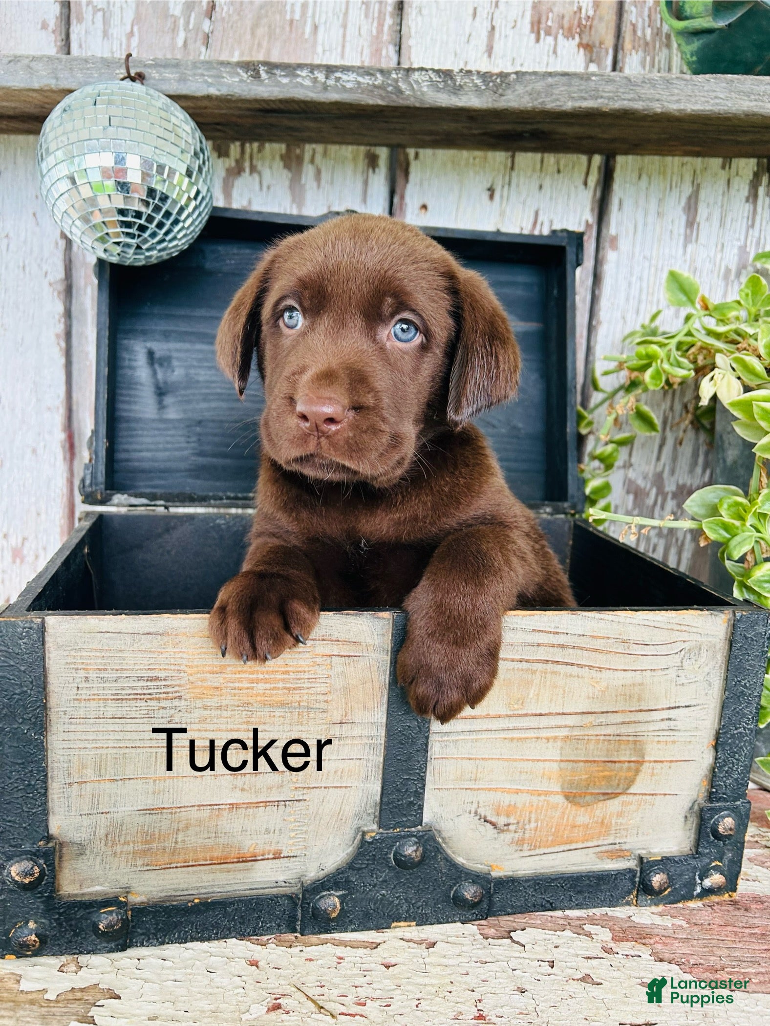 Labrador Retriever dogs for sale: Tucker - Ad 3