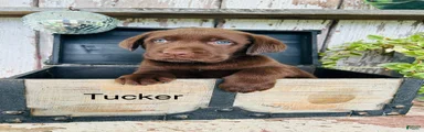 Tucker