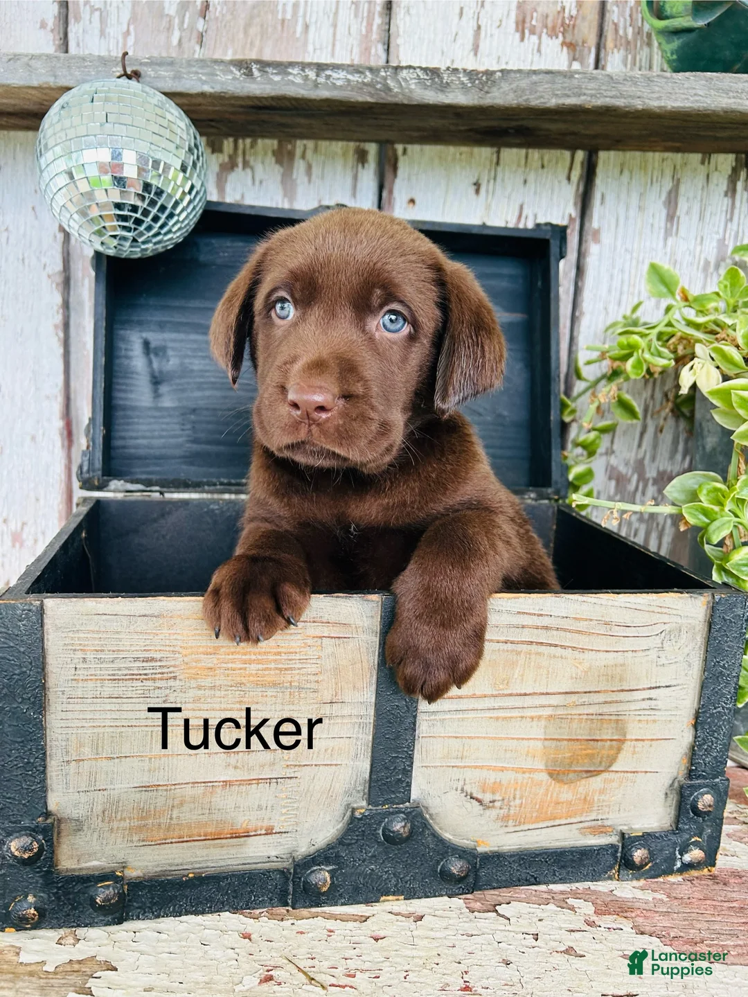 Labrador Retriever dogs for sale: Tucker - Ad 1