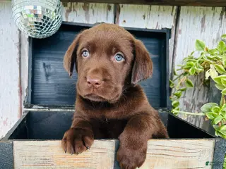 Labrador Retriever dogs for sale: Tucker - Ad 3