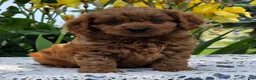 Cavapoo dogs for sale: Lincoln  - Ad 4