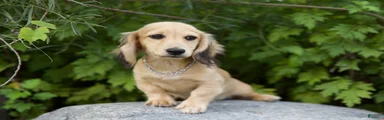 Miniature Dachshund 2 Logan