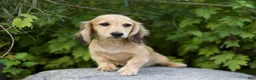 Miniature Dachshund dogs for sale: Miniature Dachshund 2 Logan - Ad 1