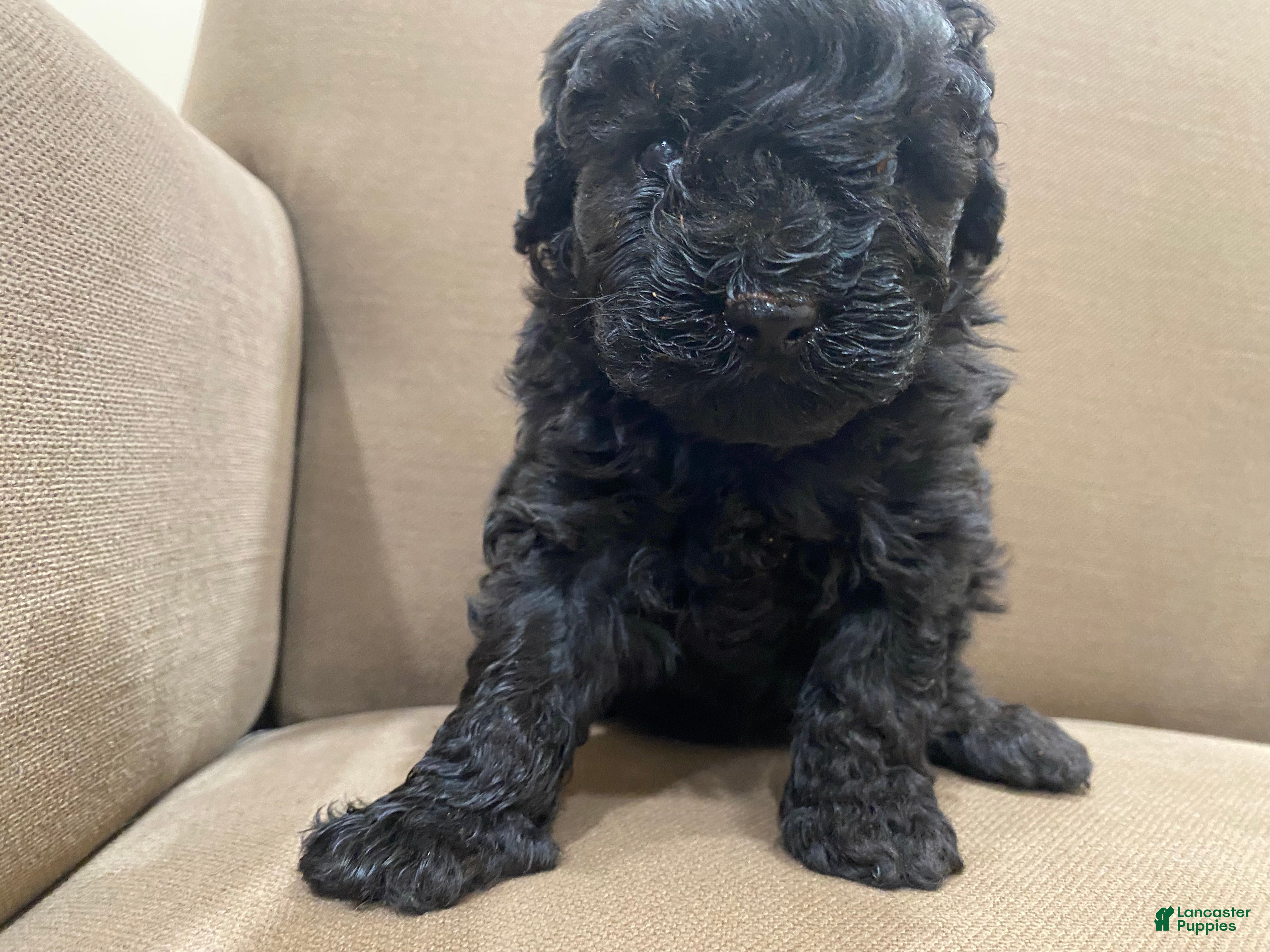 Toy Poodle dogs Toy Poodle Puppy 2 - Ad 20