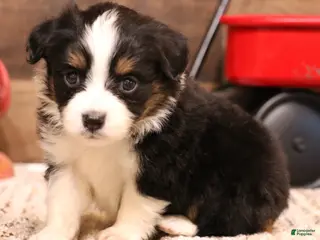 Toy Australian Shepherd dogs Rollo - Ad 13