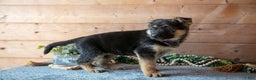 German Shepherd dogs for sale: Symphony - Ad 2