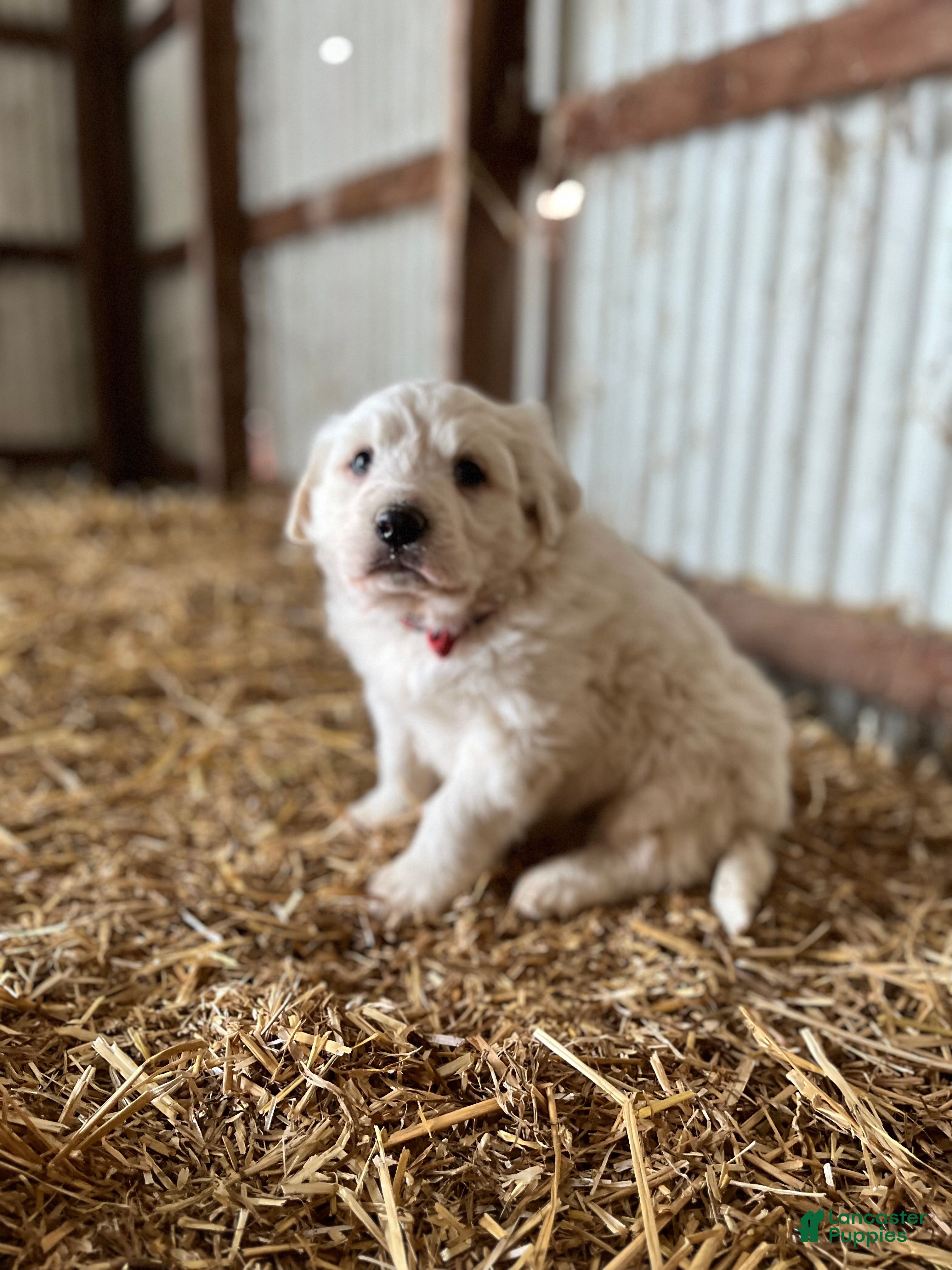 Great Pyrenees dogs Charlie - Ad 2