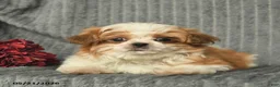 Malshi dogs for sale: Brent - Ad 5