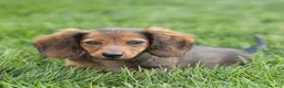 Miniature Dachshund dogs for sale: Marie Miniature Dachshund  - Ad 3