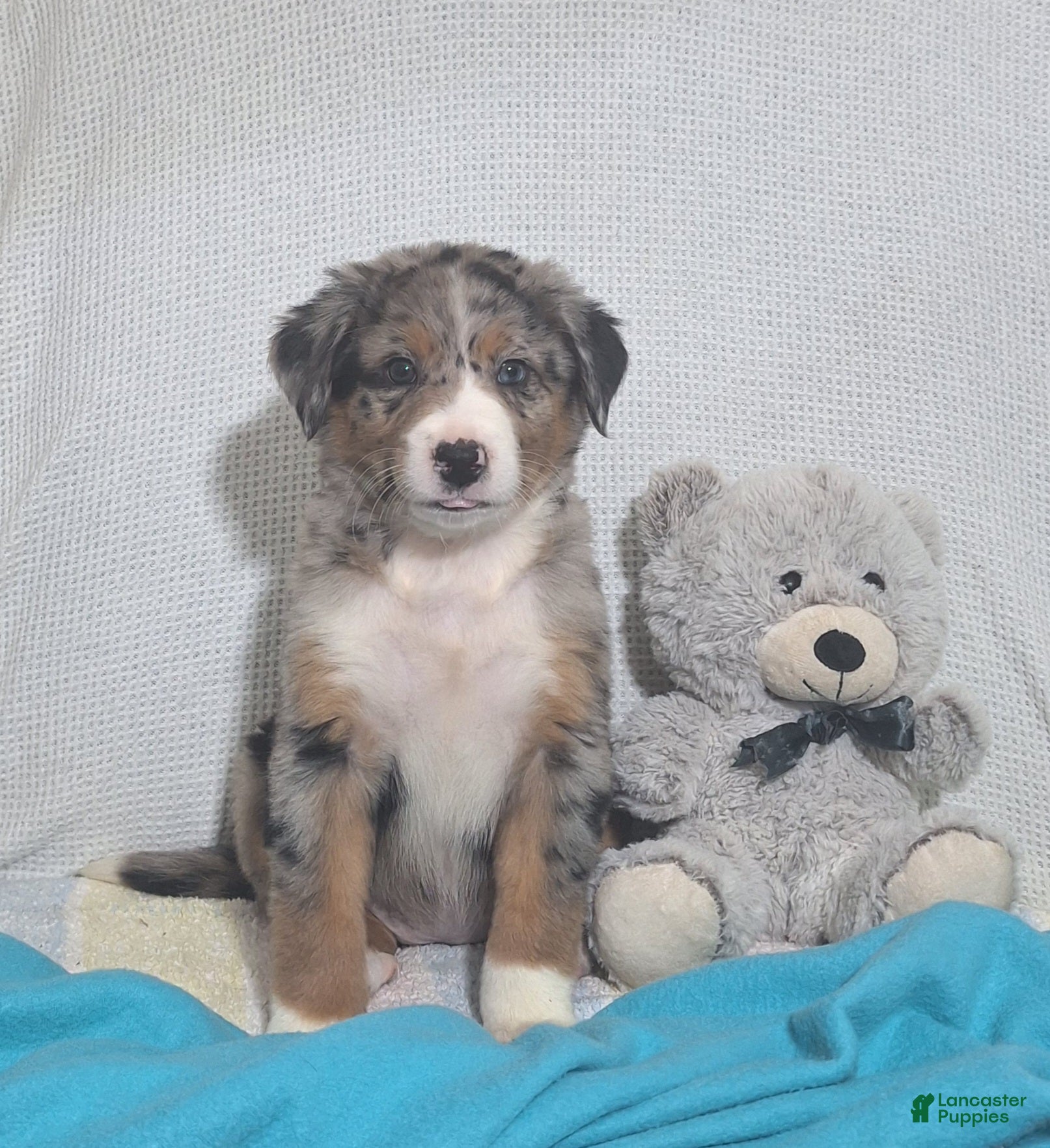 Mixed Breed dogs Nina - Ad 39