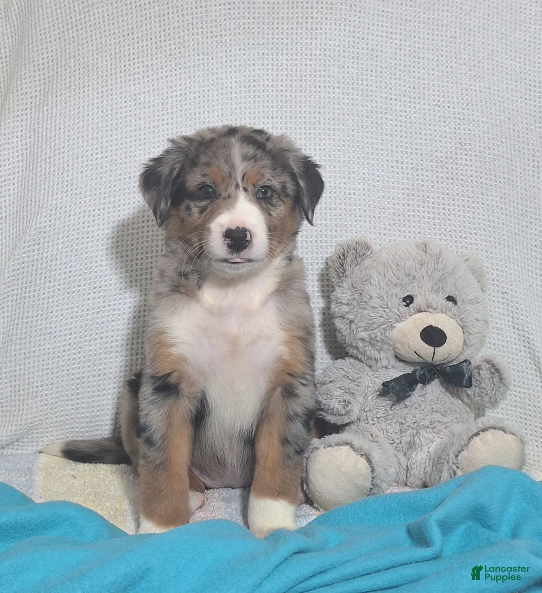 Mixed Breed dogs for sale: Nina - Ad 1