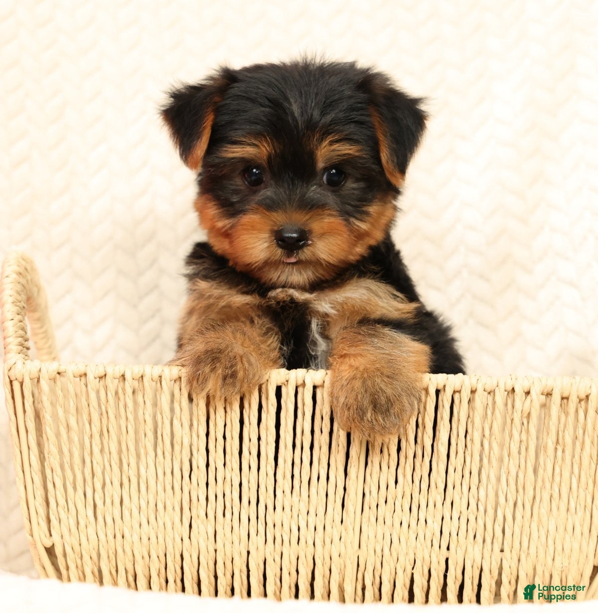 Yorkshire Terrier dogs Benji - Ad 1