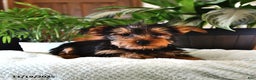 Yorkshire Terrier dogs for sale: Peter - Ad 2